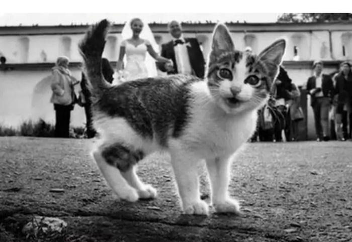 Gli animali che non vogliono essere in secondo piano 5