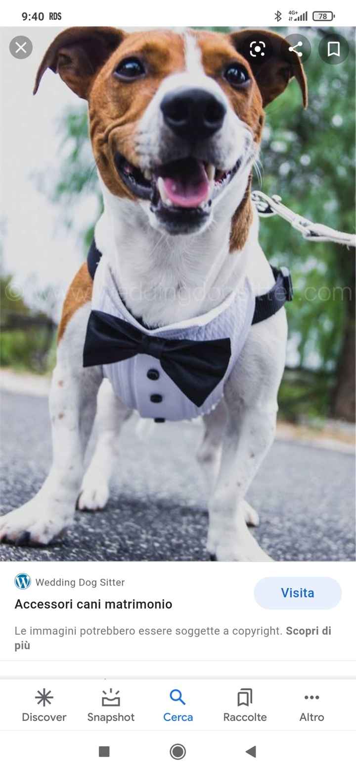Cani al matrimonio - 1