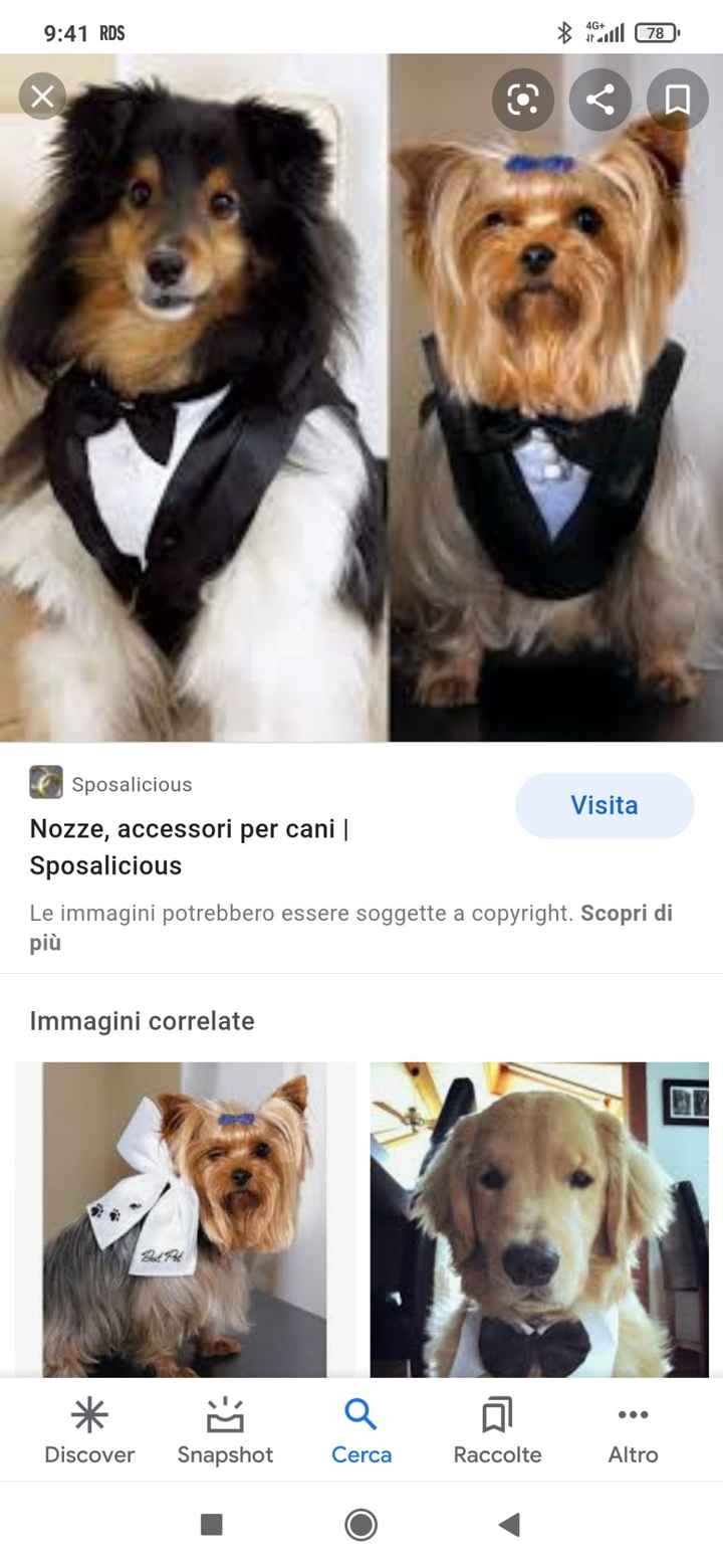 Cani al matrimonio - 3
