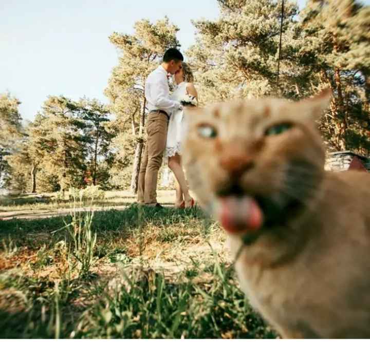 Gli animali che non vogliono essere in secondo piano - 8