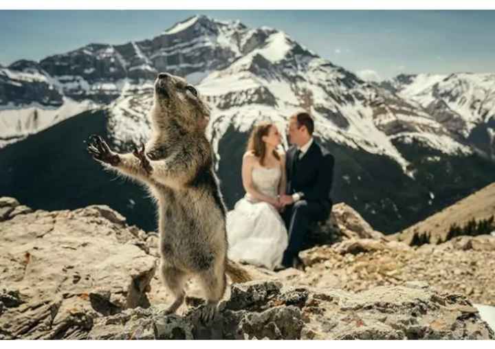 Gli animali che non vogliono essere in secondo piano - 12
