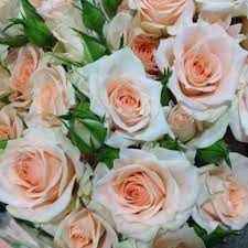 Colore Pantone 2024 - 27