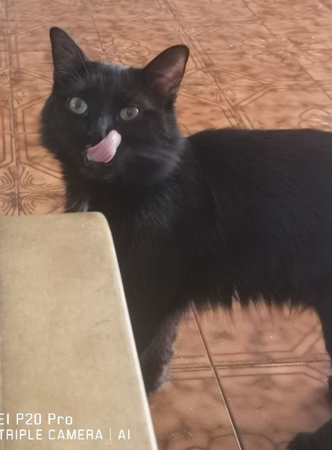 Mi presentate i vostri amici a 4 zampe?! 😃 4