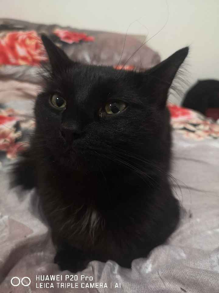 Amici a quattro zampe - 1