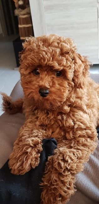 Bimbo peloso😍🐶 - 1