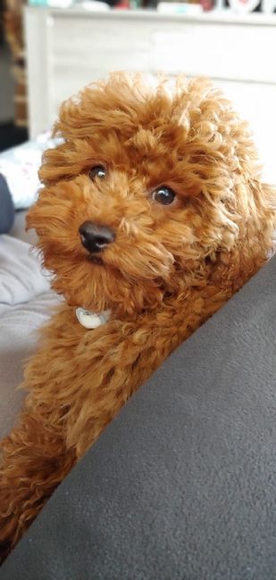 Bimbo peloso😍🐶 - 2