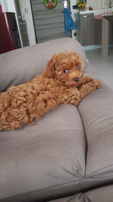 Bimbo peloso😍🐶 - 3
