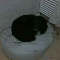 Ecco a voi i miei amori.. - 2