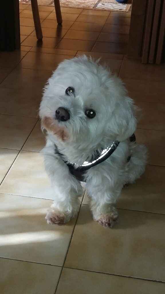 I miei bambini a 4 zampe - 1