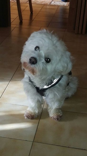 I miei bambini a 4 zampe - 1