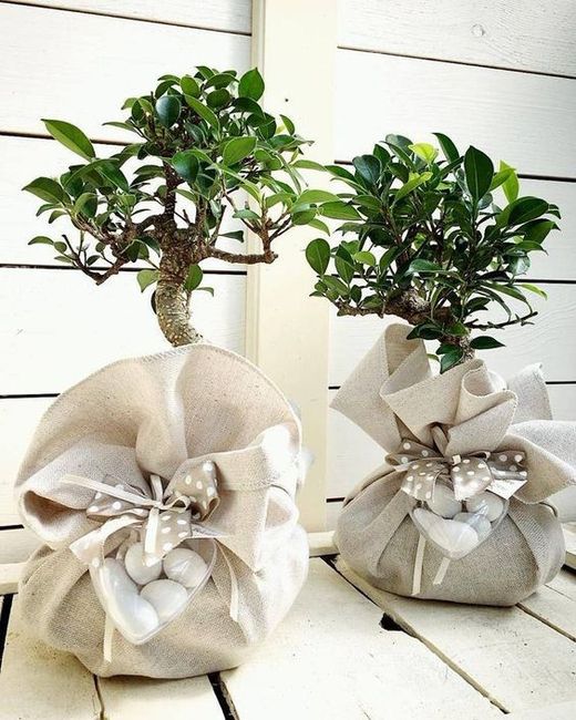 bomboniera bonsai