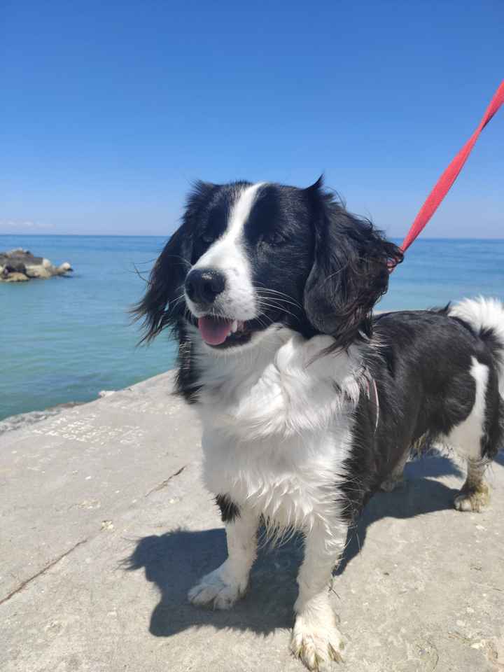 Animali domestici - 1