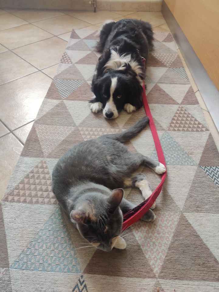 Animali domestici - 2