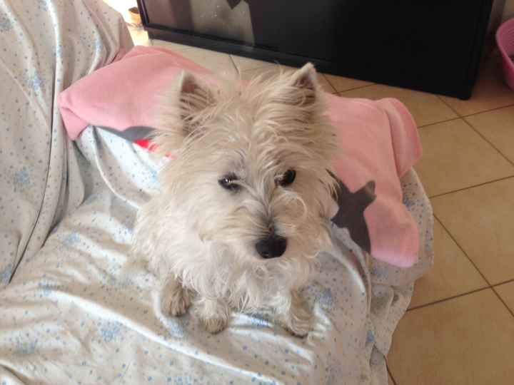 I nostri amici animali - 1