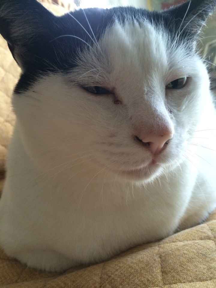 Consiglio cucciolo - 1