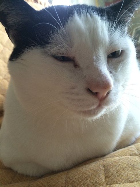 Consiglio cucciolo - 1