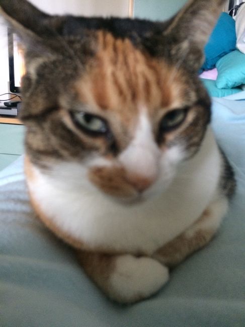 Consiglio cucciolo - 2