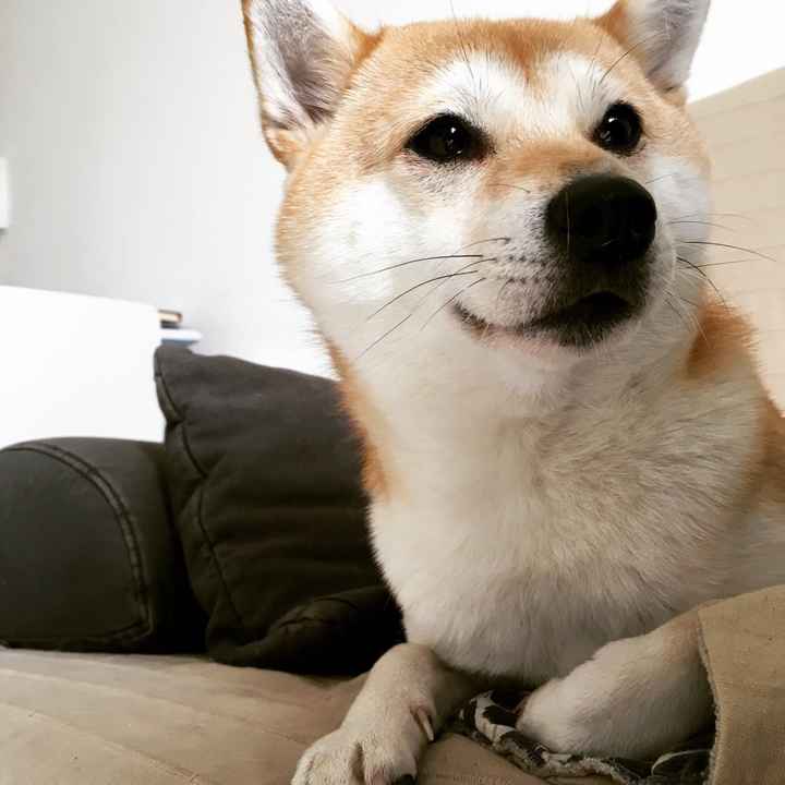 Cane al ricevimento! - 1