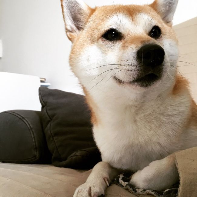 Cane al ricevimento! - 1