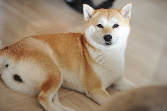 Cani al matrimonio - 1