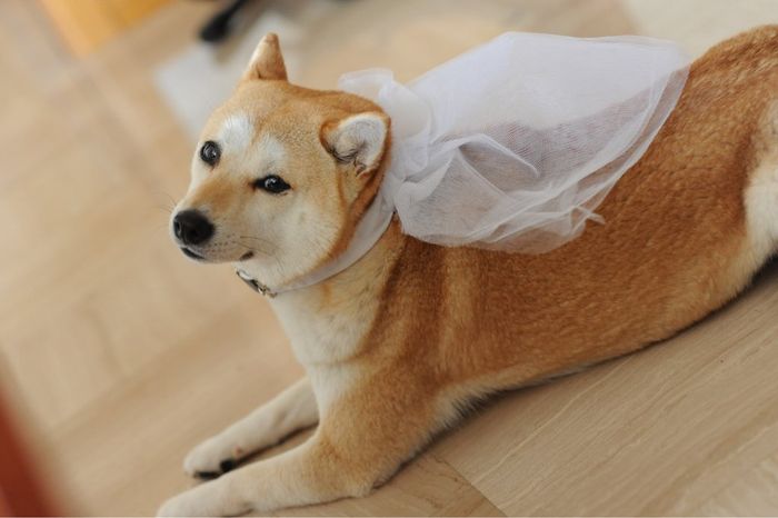 Cani al matrimonio - 2