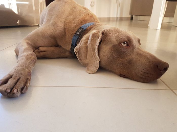 Convivenze pelose!🐶🐱🐹🐰 - 1