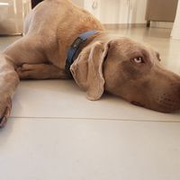 Convivenze pelose!🐶🐱🐹🐰 - 1