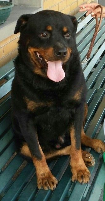 il nostro cucciolone...