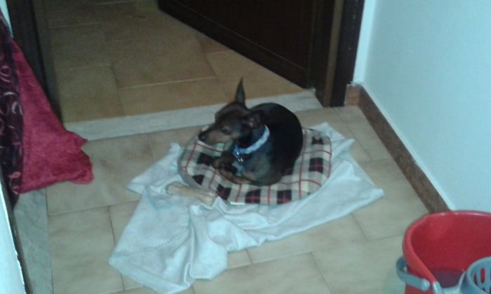 Cagnolone si - cagnolone no - 1