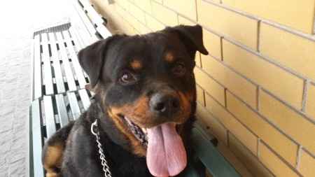 ecco l altro membro familiare. ......tyson
