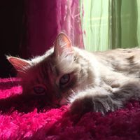 Lui è il mio piccolino!🐶 Parteciperà alle nostre nozze! E i vostri? - 1