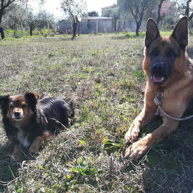 Nuovi pelosi in casa - 4