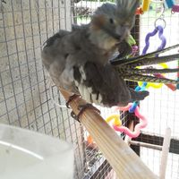 Nuovi pelosi in casa - 3