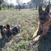 Nuovi pelosi in casa - 4