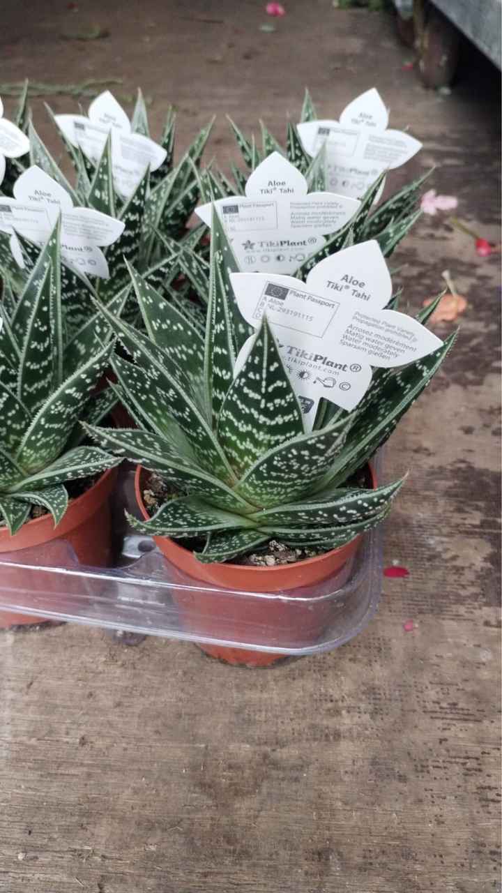 Help bomboniere!! - 1