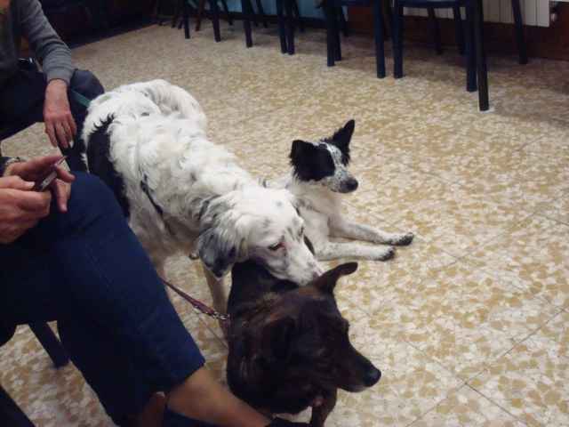 Mata Hari, Cindy e Sherlock