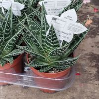 Help bomboniere!! - 1