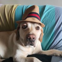 Avere o no un animale domestico? - 1