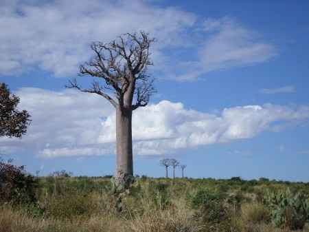 Tour del sud Madagascar - 2