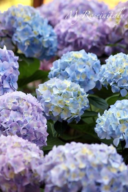 Deciso allestimento chiesa! - 6