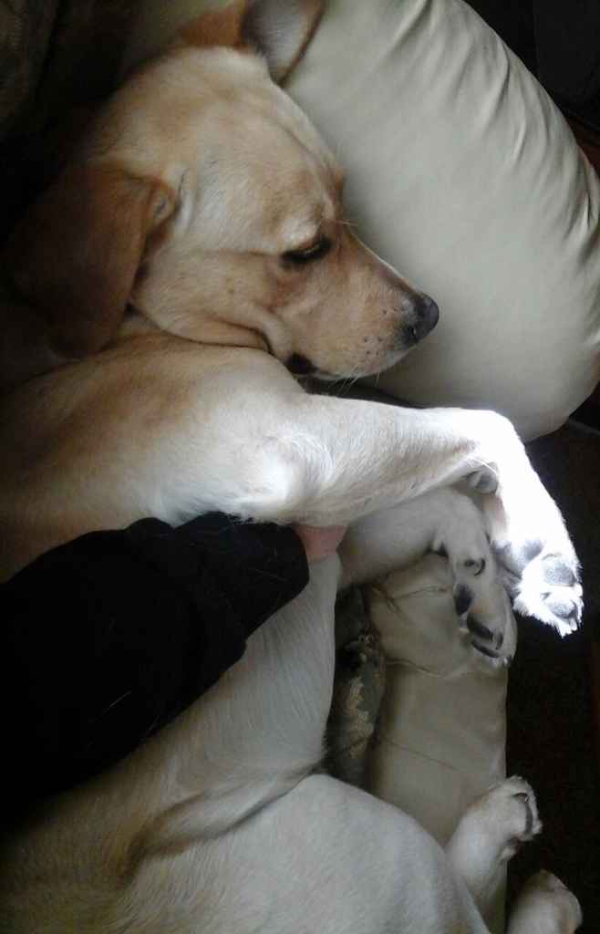 Le foto dei vostri animali - 2