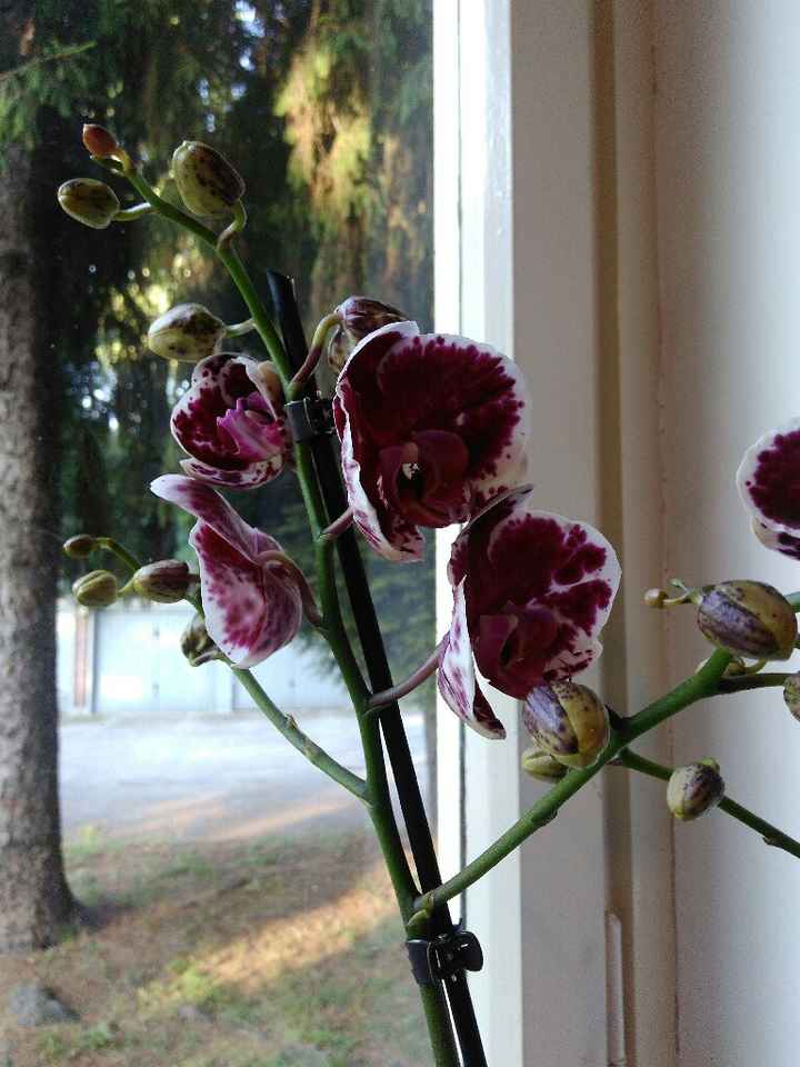 Ultimo anniversario da fidanzati.. - 1