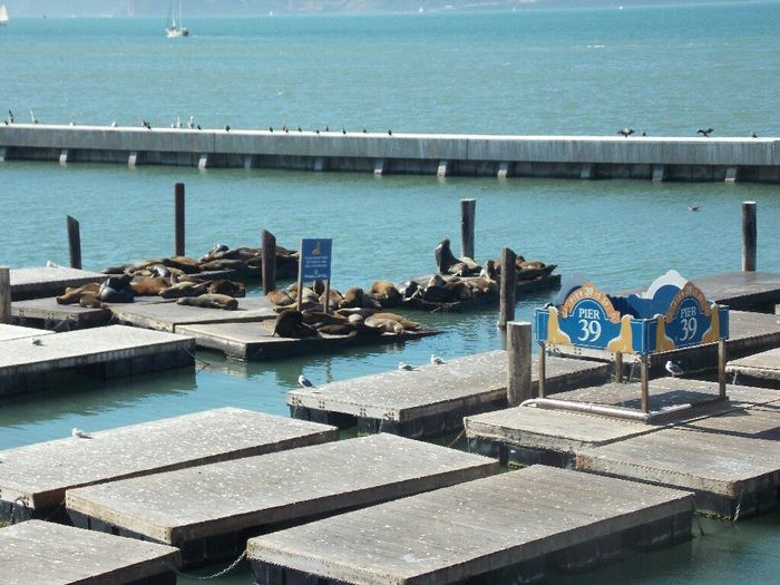  Viaggio di nozze prima parte: San Francisco! - 5