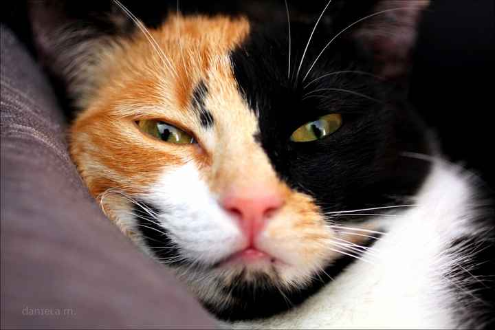 Sbirulina detta Sbiru