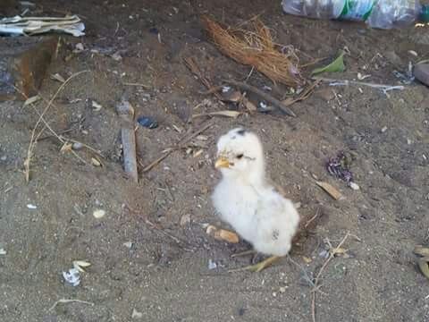 Madagascar 2013 (2) - 25