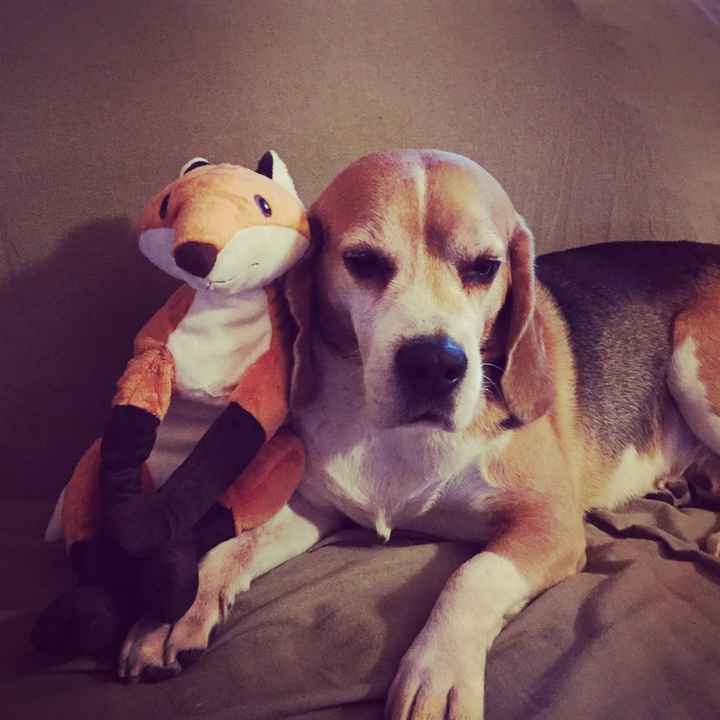 Matrimonio a 4 zampe - 1