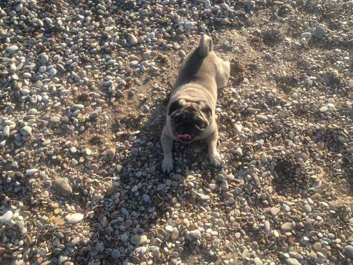 I nostri amici animali.. - 1