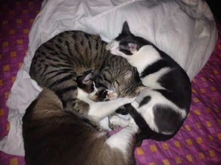 Le foto dei vostri animali - 1
