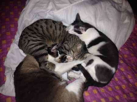 Le foto dei vostri animali - 1