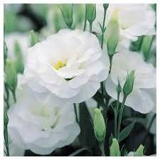 lysianthus